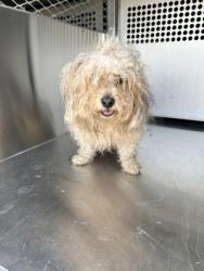 Shelter Stray Male Dog last seen Near Lazy Crest Dr, South District, TX, 355 Hillshire Dr, Haslet, TX 76052, USA