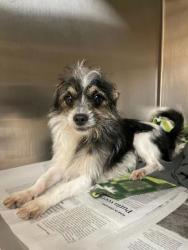Shelter Stray Male Dog last seen Chesapeake Bay Apartments, Newport News, VA, 5843 Jefferson Ave, Newport News, VA 23605, USA