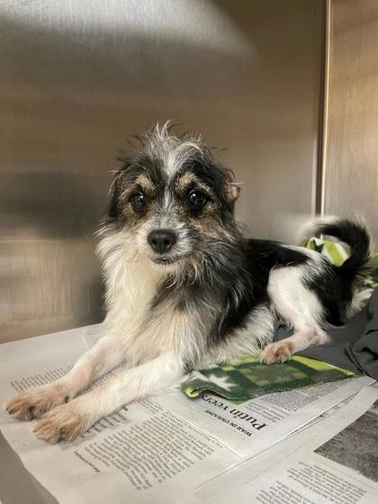 Shelter Stray Male Dog last seen Chesapeake Bay Apartments, Newport News, VA, 5843 Jefferson Ave, Newport News, VA 23605, USA