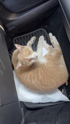 Lost Unknown Cat last seen Knox , Dallas, TX 75231