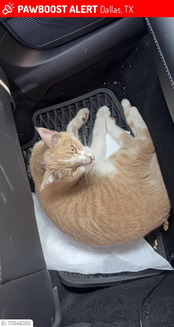 Lost Unknown Cat last seen Knox , Dallas, TX 75231