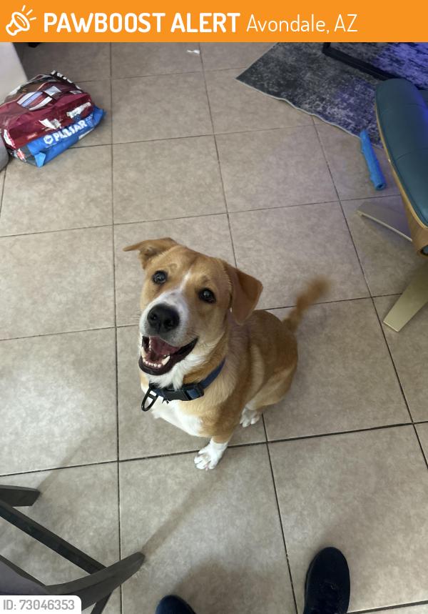 Found/Stray Male Dog last seen Broadway and 67th ave, Avondale, AZ 85323