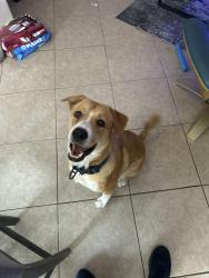 Found/Stray Male Dog last seen Broadway and 67th ave, Avondale, AZ 85323