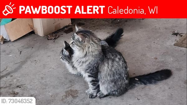 Lost Male Cat last seen A7 Mile Road and Highway 45, Caledonia, WI 53108