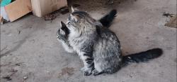 Lost Male Cat last seen A7 Mile Road and Highway 45, Caledonia, WI 53108