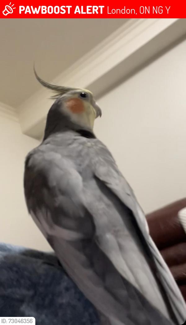 Lost Male Bird last seen Near Fairfax CRT London Ontario, London, ON N6G 3Y3