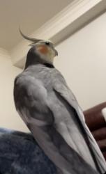 Lost Male Bird last seen Near Fairfax CRT London Ontario, London, ON N6G 3Y3