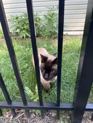 Found/Stray Unknown Cat last seen Berwick Blvd & Brookwood Rd, Columbus, OH 43209