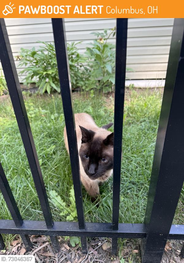 Found/Stray Unknown Cat last seen Berwick Blvd & Brookwood Rd, Columbus, OH 43209