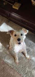 Found/Stray Female Dog last seen Wesley lake school, McDonough, GA 30253