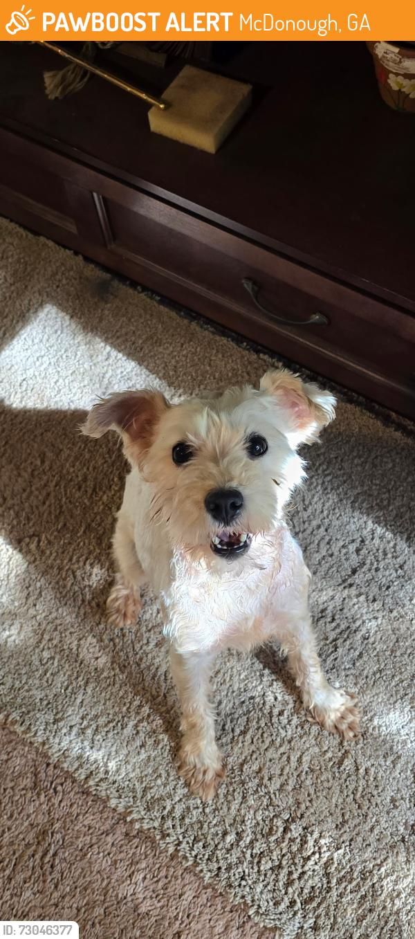Found/Stray Female Dog last seen Wesley lake school, McDonough, GA 30253