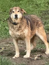 Lost Female Dog last seen Hwy 31E and Mt Vrernon Rd, Bethpage, TN, Bethpage, TN 37022