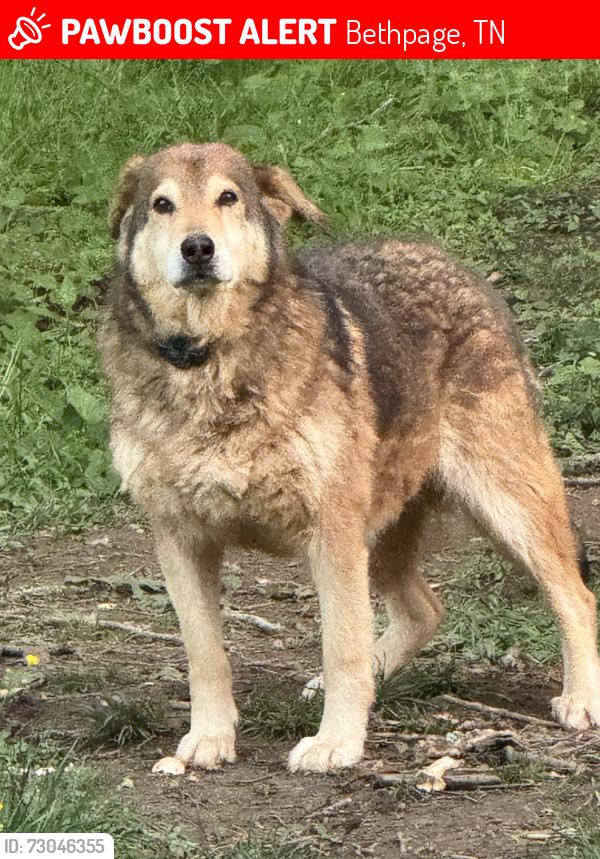 Lost Female Dog last seen Hwy 31E and Mt Vrernon Rd, Bethpage, TN, Bethpage, TN 37022