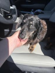 Found/Stray Unknown Dog last seen Hamilton Grove and Glenwood Court, Pooler, GA 31322