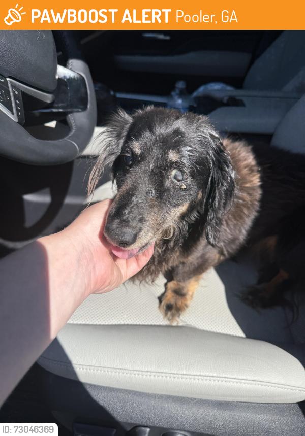 Found/Stray Unknown Dog last seen Hamilton Grove and Glenwood Court, Pooler, GA 31322
