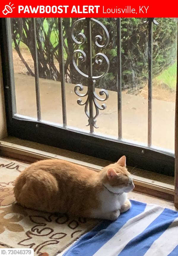 Lost Male Cat last seen Lantana dr and Burlwood, Louisville, KY 40229