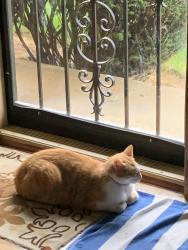 Lost Male Cat last seen Lantana dr and Burlwood, Louisville, KY 40229