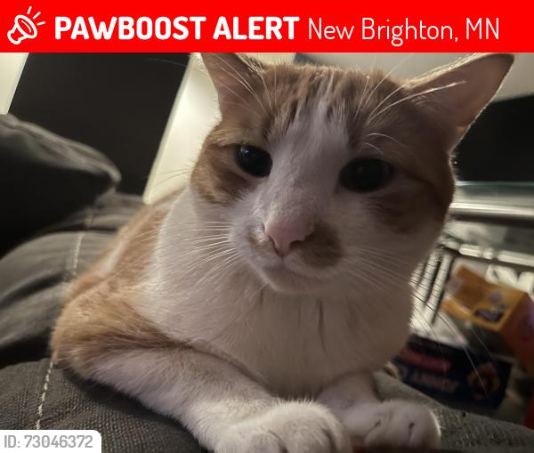 Lost Male Cat last seen Silver Lake Road & Forestdale, New Brighton, MN 55112