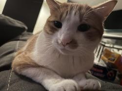 Lost Male Cat last seen Silver Lake Road & Forestdale, New Brighton, MN 55112