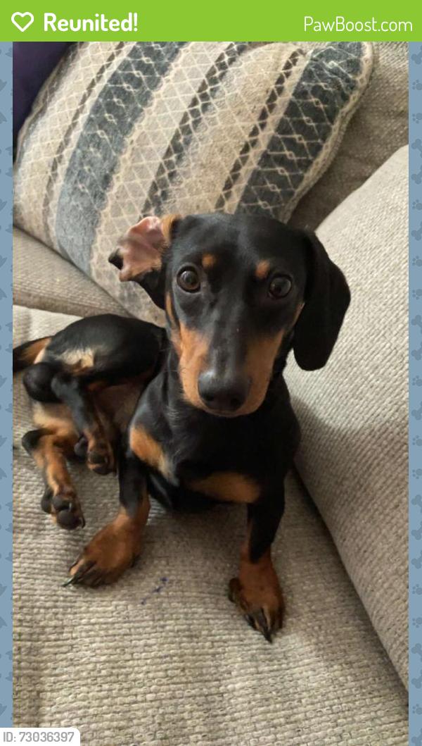 Reunited Male Dog last seen Walgreens , Meadow Woods, FL 32824