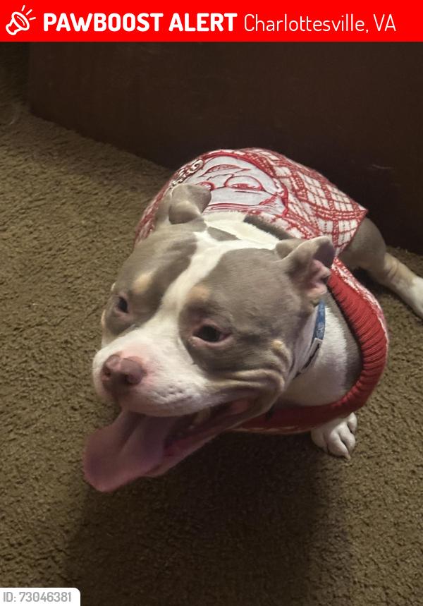 Lost Male Dog last seen Near dew maw ln or airport acres , Charlottesville, VA 22911