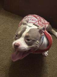 Lost Male Dog last seen Near dew maw ln or airport acres , Charlottesville, VA 22911