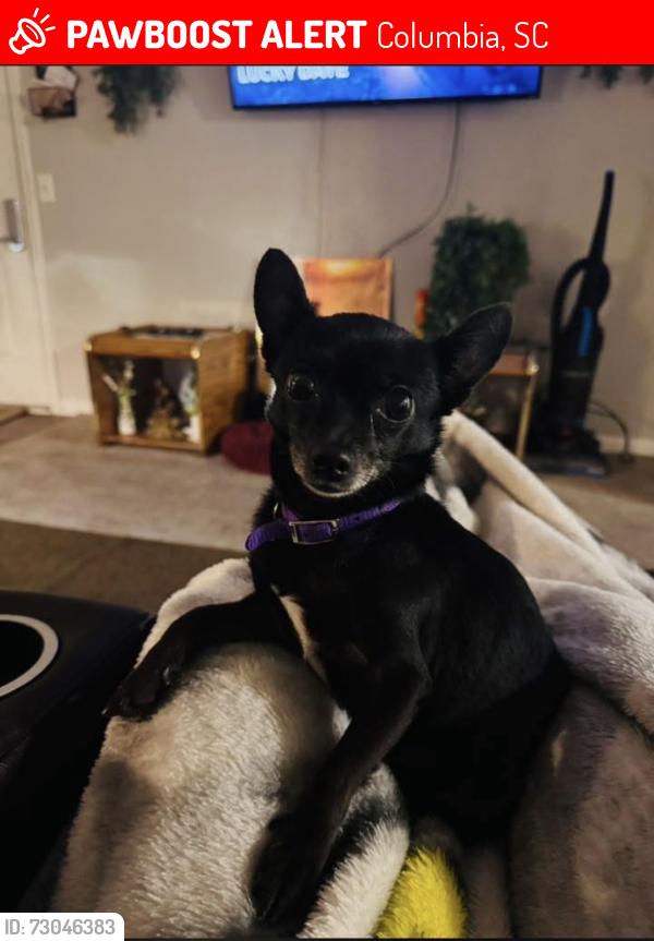 Lost Female Dog last seen Across from Columbia mall, Columbia, SC 29206