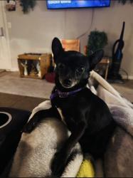 Lost Female Dog last seen Across from Columbia mall, Columbia, SC 29206