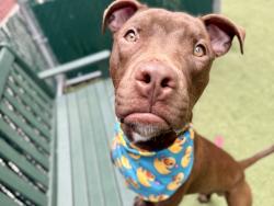 Shelter Stray Male Dog last seen Near W 135th Street, NEW YORK, NY, 10030, 326 E 110th St, New York, NY 10029, USA
