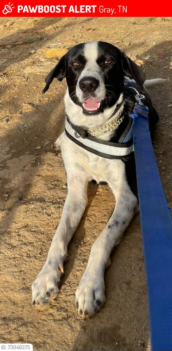 Lost Male Dog last seen Daniel Boone High School, Gray, TN 37615