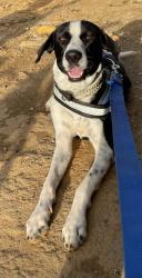 Lost Male Dog last seen Daniel Boone High School, Gray, TN 37615