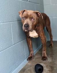 Shelter Stray Male Dog last seen Near Reading Avenue, LAFAYETTE, LA, 70506, 410 Dugas Rd, Lafayette, LA 70507, USA