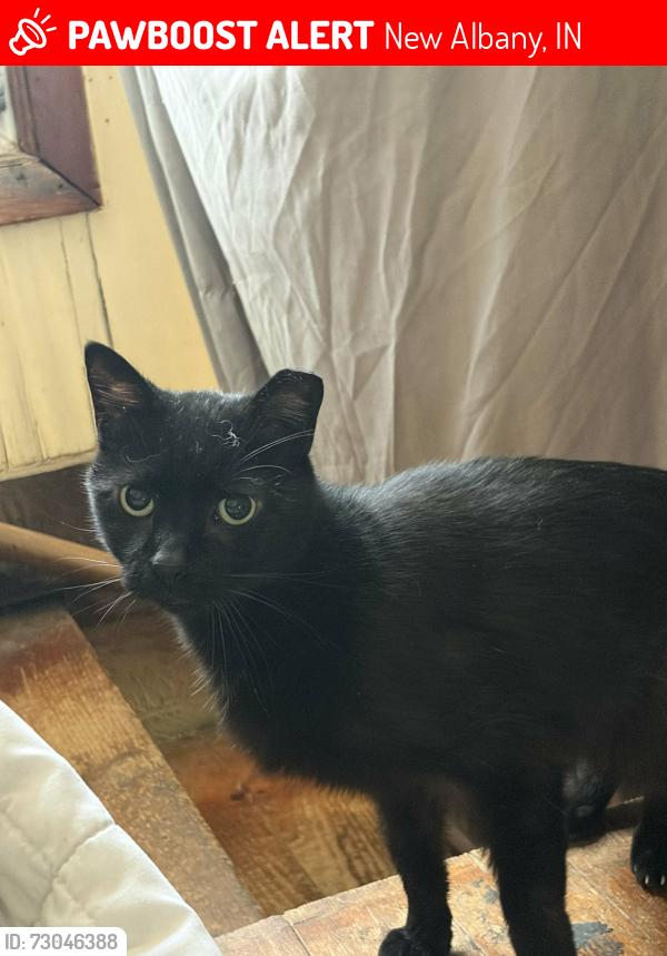 Lost Male Cat last seen Country Club Dr, New Albany, IN 47150