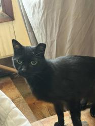 Lost Male Cat last seen Country Club Dr, New Albany, IN 47150