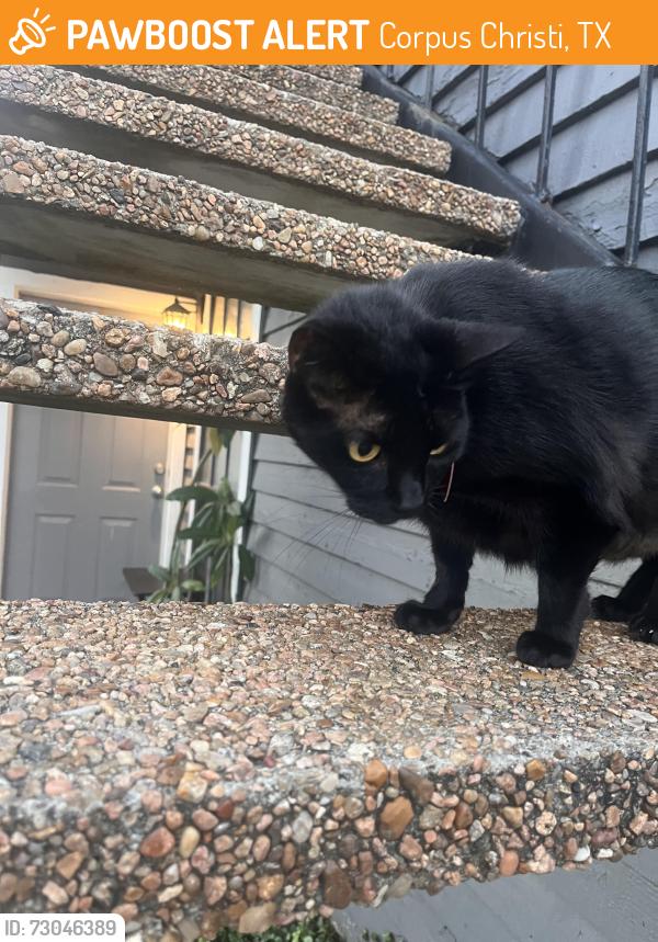 Found/Stray Female Cat last seen Holly and Airline, Corpus Christi, TX 78414