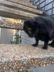 Found/Stray Female Cat last seen Holly and Airline, Corpus Christi, TX 78414
