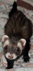 Lost Female Ferret last seen Raleigh Street between Eckford Ave and Albert Rd , Queens, NY 11417