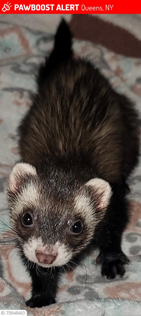 Lost Female Ferret last seen Raleigh Street between Eckford Ave and Albert Rd , Queens, NY 11417