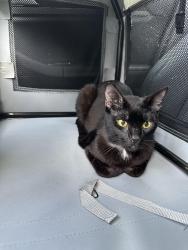 Found/Stray Male Cat last seen Link and airline, Houston, TX 77009
