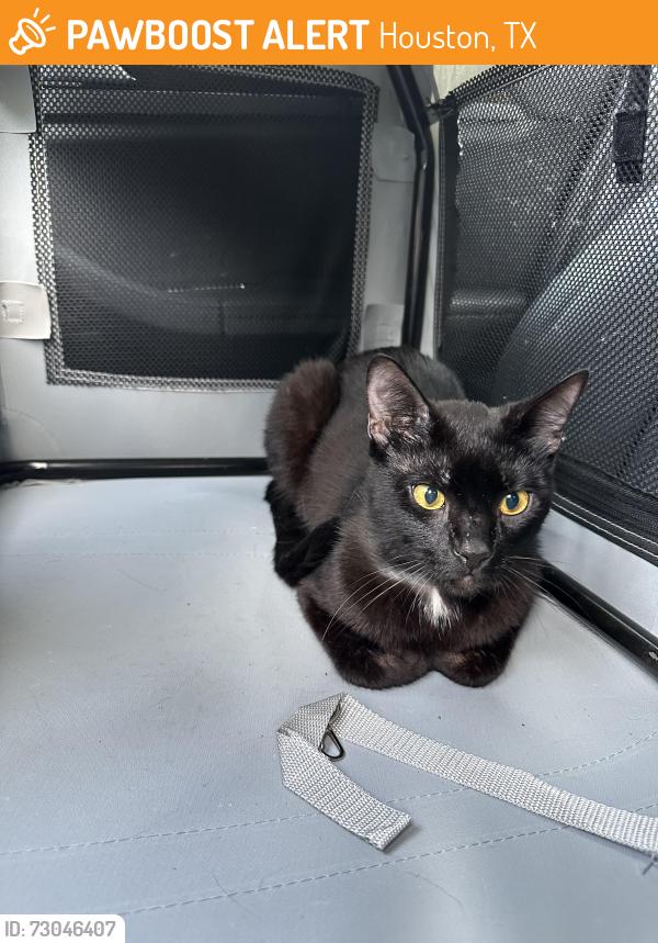 Found/Stray Male Cat last seen Link and airline, Houston, TX 77009