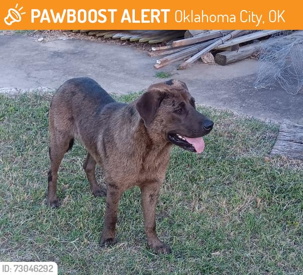 Found/Stray Unknown Dog last seen Runs the Hidden Trails Golf Course, around May and the 240 Access Road, Oklahoma City, OK 73159