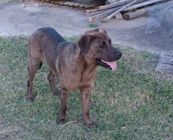 Found/Stray Unknown Dog last seen Runs the Hidden Trails Golf Course, around May and the 240 Access Road, Oklahoma City, OK 73159