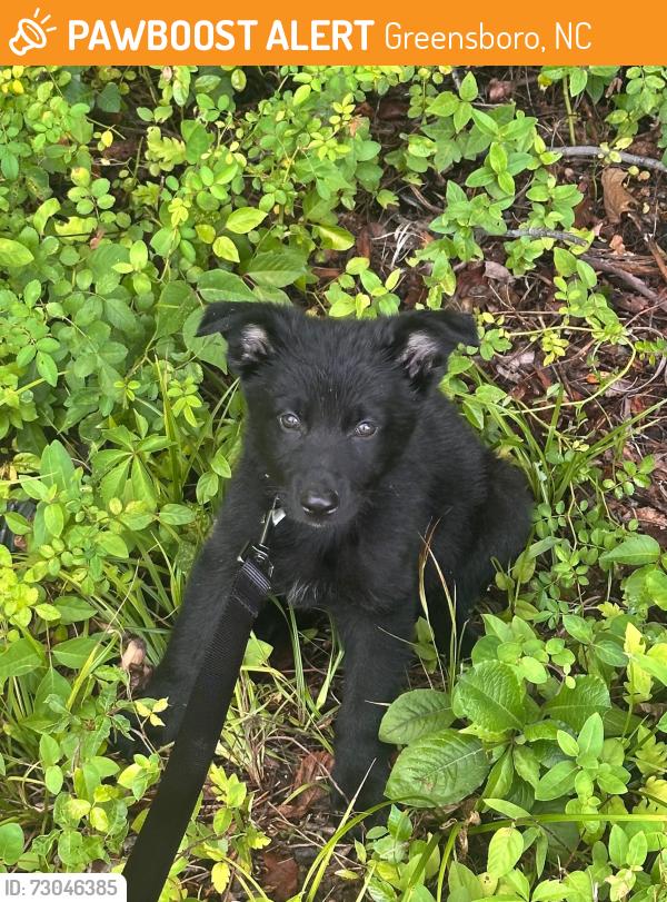 Found/Stray Male Dog last seen the Madison at Adams Farm, Greensboro, NC 27407