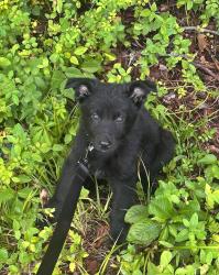 Found/Stray Male Dog last seen the Madison at Adams Farm, Greensboro, NC 27407