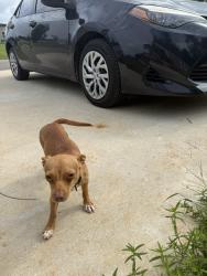 Found/Stray Female Dog last seen The Reserve at Sun Acres in Kilgore, Kilgore, TX 75662