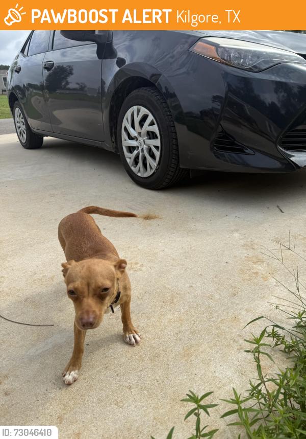 Found/Stray Female Dog last seen The Reserve at Sun Acres in Kilgore, Kilgore, TX 75662
