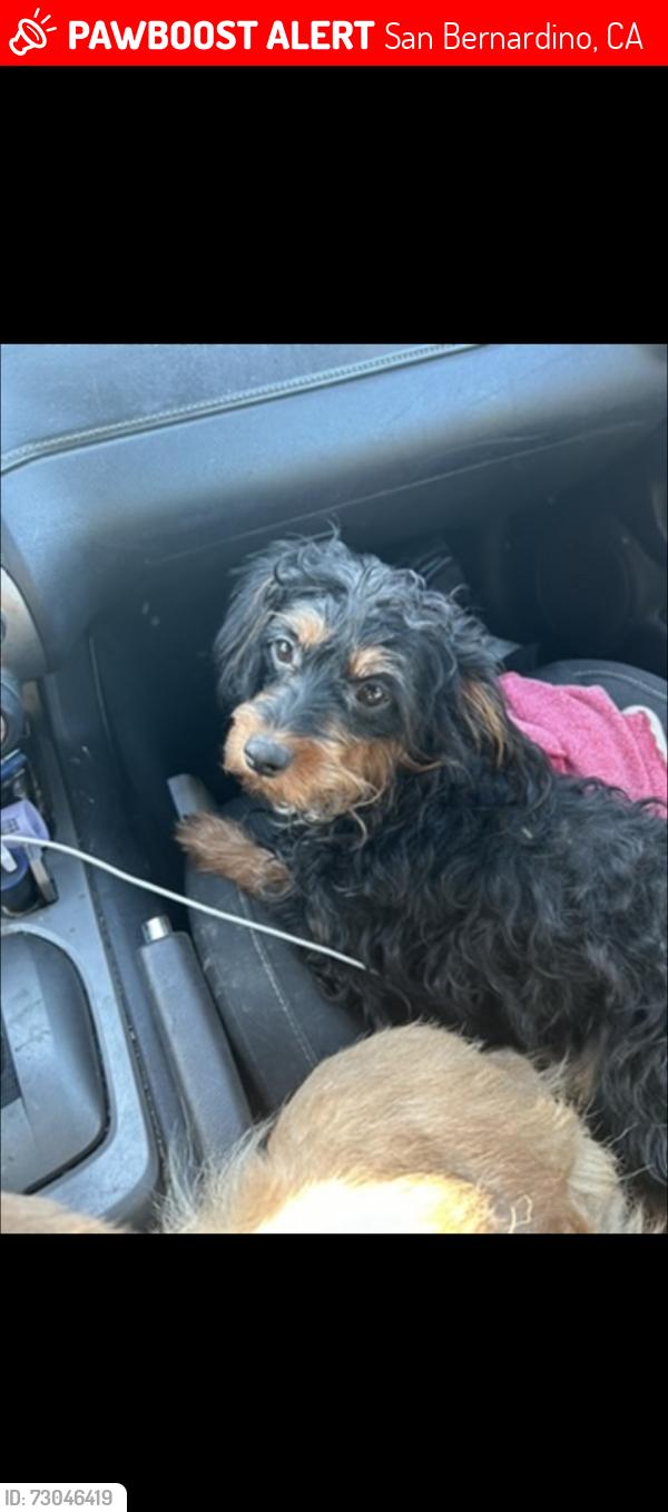 Lost Female Dog last seen Lugo & baseline, San Bernardino, CA 92411