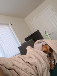 Lost Male Dog last seen 19th Street and Marion Barry a enue, Washington, DC 20020