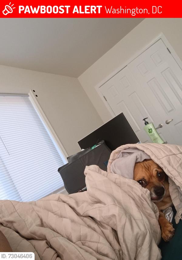 Lost Male Dog last seen 19th Street and Marion Barry a enue, Washington, DC 20020