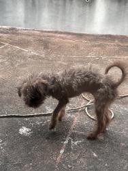 Lost Female Dog last seen Near 19th Street, Pompano Beach, FL 33060